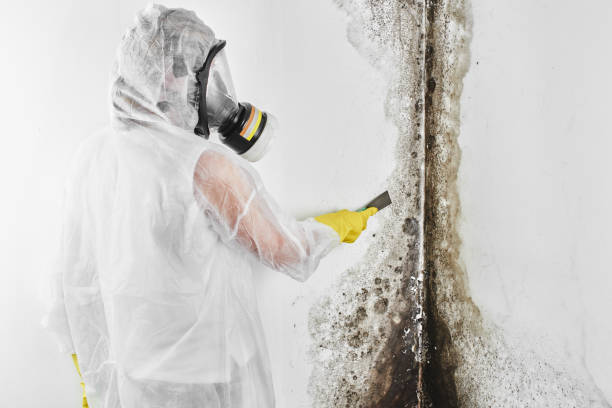 Mold Remediation for Specific Building Types